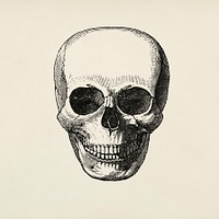 Vintage llustration of skull published in 1843 by John Lloyd Stephens (1805-1852). Original from New York public library. Digitally enhanced by rawpixel.
