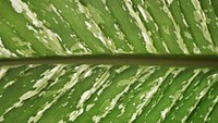Green leaf texture desktop wallpaper, high definition background