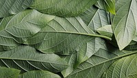 Leaves pattern computer wallpaper, high definition background