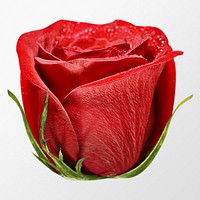 Red rose, wet flower clipart