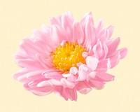 Pink chrysanthemum, flower collage element psd