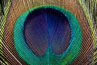 Peacock feather pattern, animal close up background