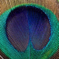 Peacock feather pattern, animal close up background