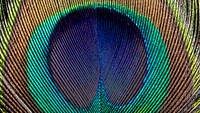 Peacock feather texture desktop wallpaper, high definition background