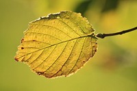 Free autumn leaf image, public domain plant CC0 photo. 