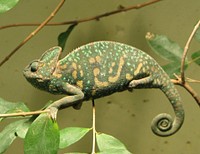 Free chameleon image, public domain animal CC0 photo.