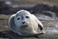 Seal. Free public domain CC0 photo.