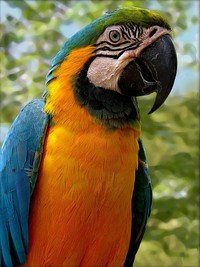 Free close up parrot image, public domain animal CC0 photo.