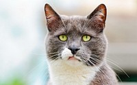 Free grumpy cat face closeup image, public domain CC0 photo.
