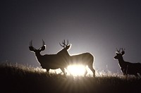 Free elks on prairie during sunset photo, public domain animal CC0 image.