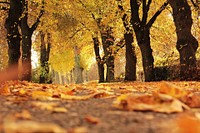Free autumn leaves on road photo, public domain fall CC0 image.
