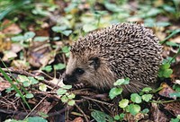 Free hedgehog image, public domain pet CC0 photo.