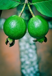 Free guava image, public domain fruit CC0 photo.