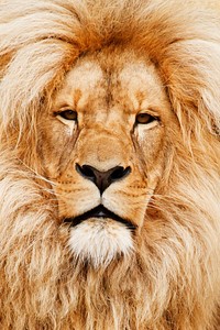 Free male lion closeup, wildlife image, public domain CC0 photo.