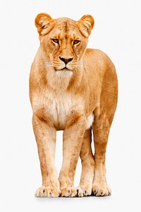 Lioness background, cute animal design