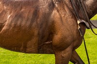 Free horse image, public domain animal CC0 photo.