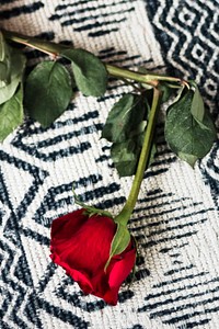 Single red rose on a white carpet 