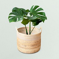 Monstera plant in a wicker pot mockup