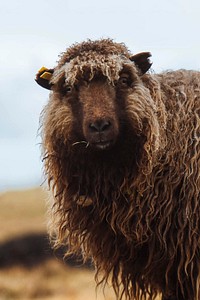 Faroe sheep at the Faroe Islands