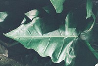 Close up image of tree leaves