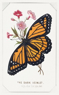 Vintage hand drawn butterfly and blooming flowers design element