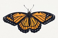 Vintage hand drawn butterfly design element