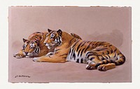 Tiger Studies by John Charles Dollman (1851&ndash;1934). Original from The MET Museum. Digitally enhanced by rawpixel.
