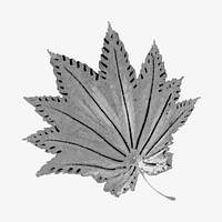 Vintage monochrome maple leaf illustration