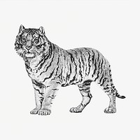 Vintage monochrome standing tiger design element 