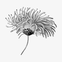 Vintage monochrome blooming chrysanthemum design element