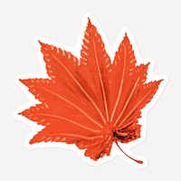 Hand drawn maple leaf sticker with white border