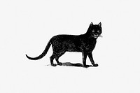 Vintage European style cat engraving