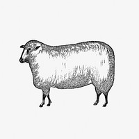 Vintage European style livestock sheep engraving