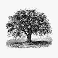 Vintage European style tree illustration from Account of the Centennial Celebration of the Town of West Springfield, Mass by <a href="https://www.rawpixel.com/search/J%20N%20Bagg?sort=curated&amp;page=1">J N Bagg</a> (1874). Original from the British Library. Digitally enhanced by rawpixel.