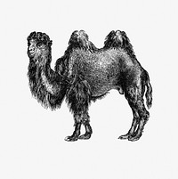 Vintage European style camel engraving from Woodland Romances; or, Fables and Fancies by <a href="https://www.rawpixel.com/search/Clara%20L.%20Mate%C3%ACAux?sort=curated&amp;page=1">Clara L. Mate&igrave;Aux</a> (1877). Original from the British Library. Digitally enhanced by rawpixel.