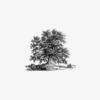 Vintage European style tree illustration engraving