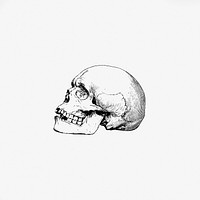Vintage skull from Voyages and Adventures in Equatorial Africa... French Edition, Revised and Expanded (1863). Original from the British Library. Digitally enhanced by rawpixel.