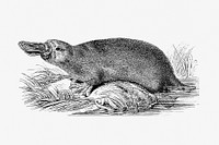 Duck-billed platypus from Im australischen Busch und an den Küsten des Korallenmeeres. Reiseerlebnisse und Beobachtungen eines Naturforschers in Australien, Neu Guinea und den Molukken (1896) pubished by <a href="https://www.rawpixel.com/search/Richard%20Wolfgang%20Semon?sort=curated&amp;page=1">Richard Wolfgang Semon</a>. Original from the British Library. Digitally enhanced by rawpixel.