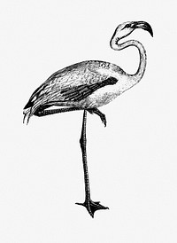 Flamingo from Voyages Dans les Deux Oc&eacute;ans Atlantique et Pacifique (1844) published by Eugène Delessert. Original from the British Library. Digitally enhanced by rawpixel.