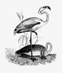 Drawing of flamingo