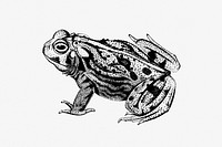 Drawing of great plains toad