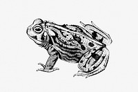 Great Plains toad from Exploration of the Red River of Louisiana (1852) published by<a href="https://www.rawpixel.com/search/Randolph%20Benton%20Marcy?sort=curated&amp;page=1"> Randolph Benton Marcy</a>. Original from the British Library. Digitally enhanced by rawpixel.