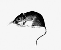 Drawing of mouse