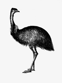 Cassowary from Adventures of a Gold-Digger (1856) published by John Sherer. Original from the British Library. Digitally enhanced by rawpixel.