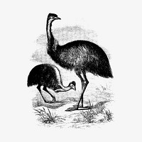 Cassowary from Adventures of a Gold-Digger (1856) published by John Sherer. Original from the British Library. Digitally enhanced by rawpixel.