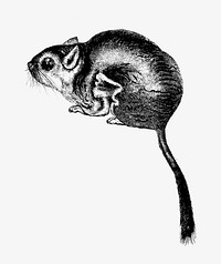 Lord Derby's scaly-tailed squirrel from Voyages et Aventures Dans l'Afrique équatoriale (1863) published by Paul Belloni Du Chaillu. Original from the British Library. Digitally enhanced by rawpixel.