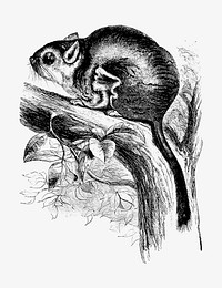 Drawing of Lord Derby&#39;s scaly-tailed squirrel