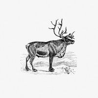 Drawing of wild European reindeer