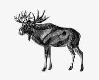 Scandinavian elk from &#39;A Summer in Norway ... Also, an Account of the Red-Deer, Reindeer and Elk (1875) published by <a href="https://www.rawpixel.com/search/john%20dean%20caton?sort=curated&amp;page=1">John Dean Caton</a>. Original from the British Library. Digitally enhanced by rawpixel.