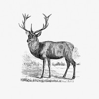 Red deer from A Summer in Norway ... Also, an Account of the Red-Deer, Reindeer and Elk (1875) published by John Dean Caton. Original from the British Library. Digitally enhanced by rawpixel.
